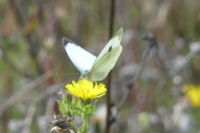 <i>Pieris brassicae</i>