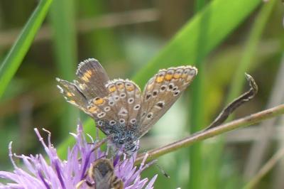 <i>Polyommatus icarus</i>