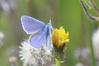 <i>Polyommatus icarus</i>