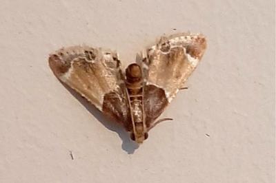 <i>Pyralis farinalis</i>