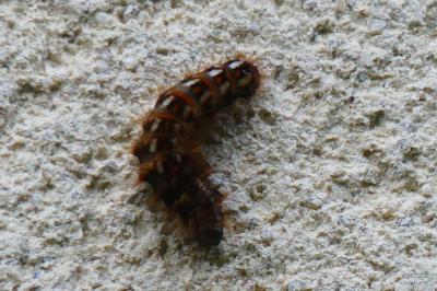 <i>Acronicta rumicis</i>