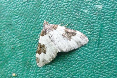 <i>Xanthorhoe fluctuata</i>