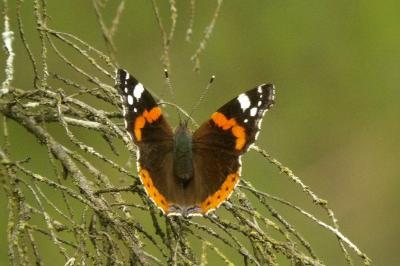 <i>Vanessa atalanta</i>