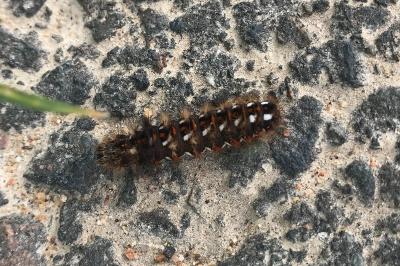 <i>Acronicta rumicis</i>