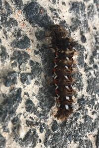 <i>Acronicta rumicis</i>
