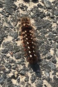 <i>Acronicta rumicis</i>