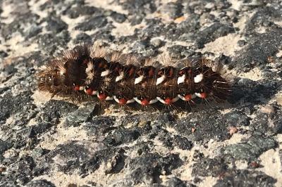 <i>Acronicta rumicis</i>