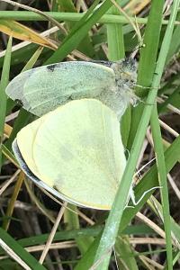 <i>Pieris brassicae</i>