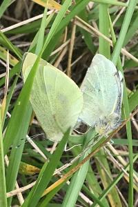 <i>Pieris brassicae</i>