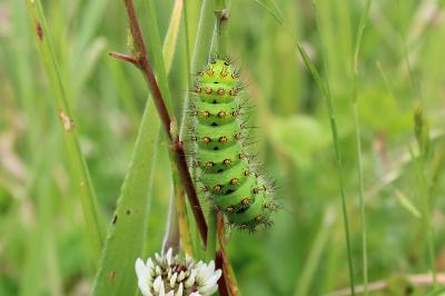<i>Saturnia pavonia</i>