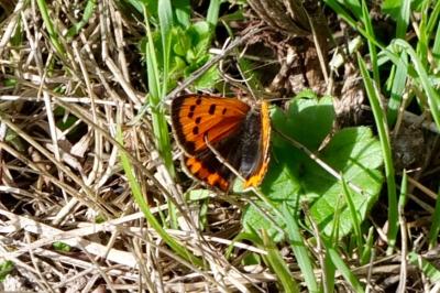 <i>Lycaena phlaeas</i>