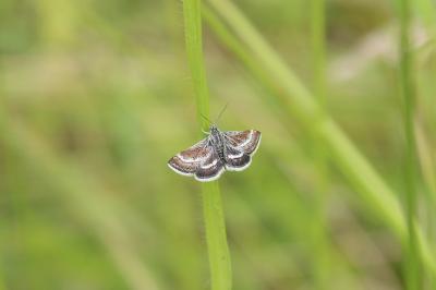 <i>Atralata albofascialis</i>