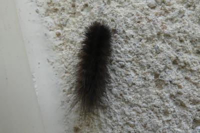 <i>Arctia testudinaria</i>