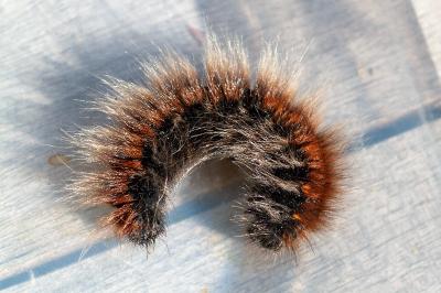 <i>Macrothylacia rubi</i>