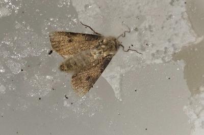 <i>Agrotis puta</i>