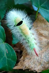 <i>Calliteara pudibunda</i>