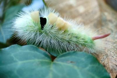 <i>Calliteara pudibunda</i>