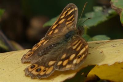 <i>Pararge aegeria</i>