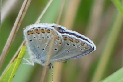 Plebejus argyrognomon