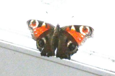 <i>Aglais io</i>