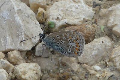 <i>Polyommatus icarus</i>