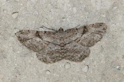 <i>Peribatodes rhomboidaria</i>