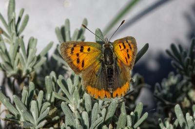 <i>Lycaena phlaeas</i>