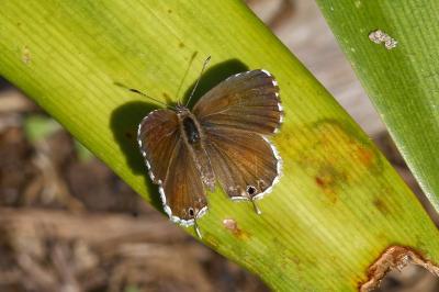 <i>Cacyreus marshalli</i>