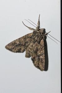 <i>Mniotype solieri</i>