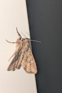 <i>Mniotype solieri</i>