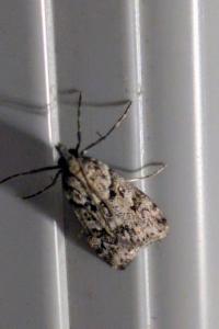 <i>Eudonia angustea</i>