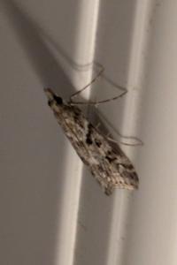 <i>Eudonia angustea</i>