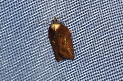 <i>Acleris hastiana</i>