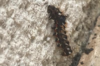 <i>Acronicta rumicis</i>