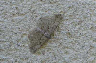 <i>Peribatodes rhomboidaria</i>