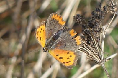 <i>Lycaena phlaeas</i>