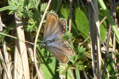 <i>Polyommatus icarus</i>