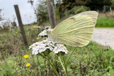 <i>Pieris brassicae</i>