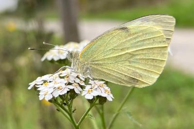 <i>Pieris brassicae</i>