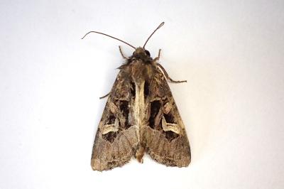 <i>Trigonophora flammea</i>
