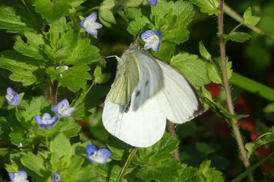 <i>Pieris brassicae</i>