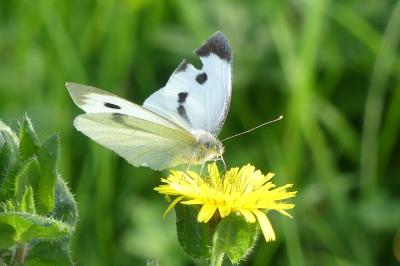 <i>Pieris brassicae</i>