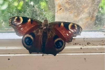<i>Aglais io</i>