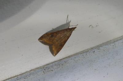 <i>Udea ferrugalis</i>