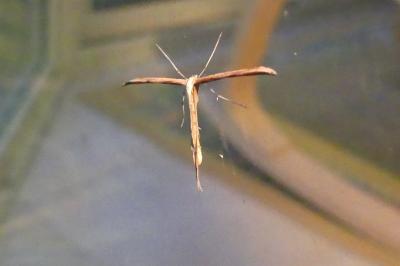 <i>Emmelina monodactyla</i>