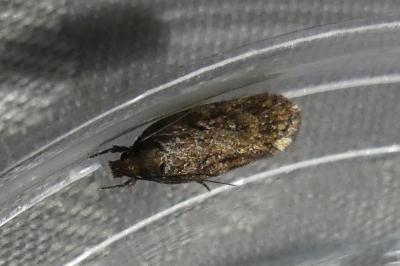 <i>Depressaria albipunctella</i>