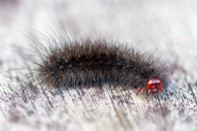 <i>Arctia villica</i>