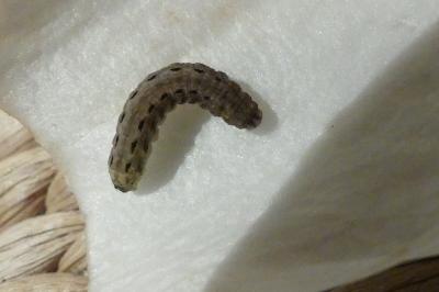 <i>Noctua pronuba</i>