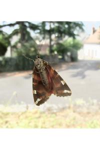 <i>Euplagia quadripunctaria</i>