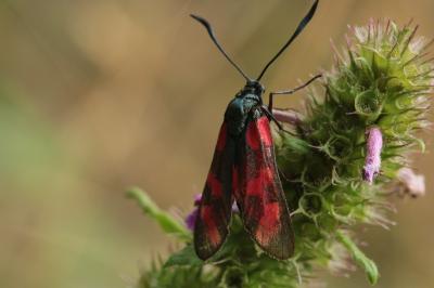 <i>Zygaena filipendulae</i>